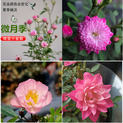 微型日本月季花 素材小苗 绿植花卉盆栽盆景 阳台窗台露台玫瑰花