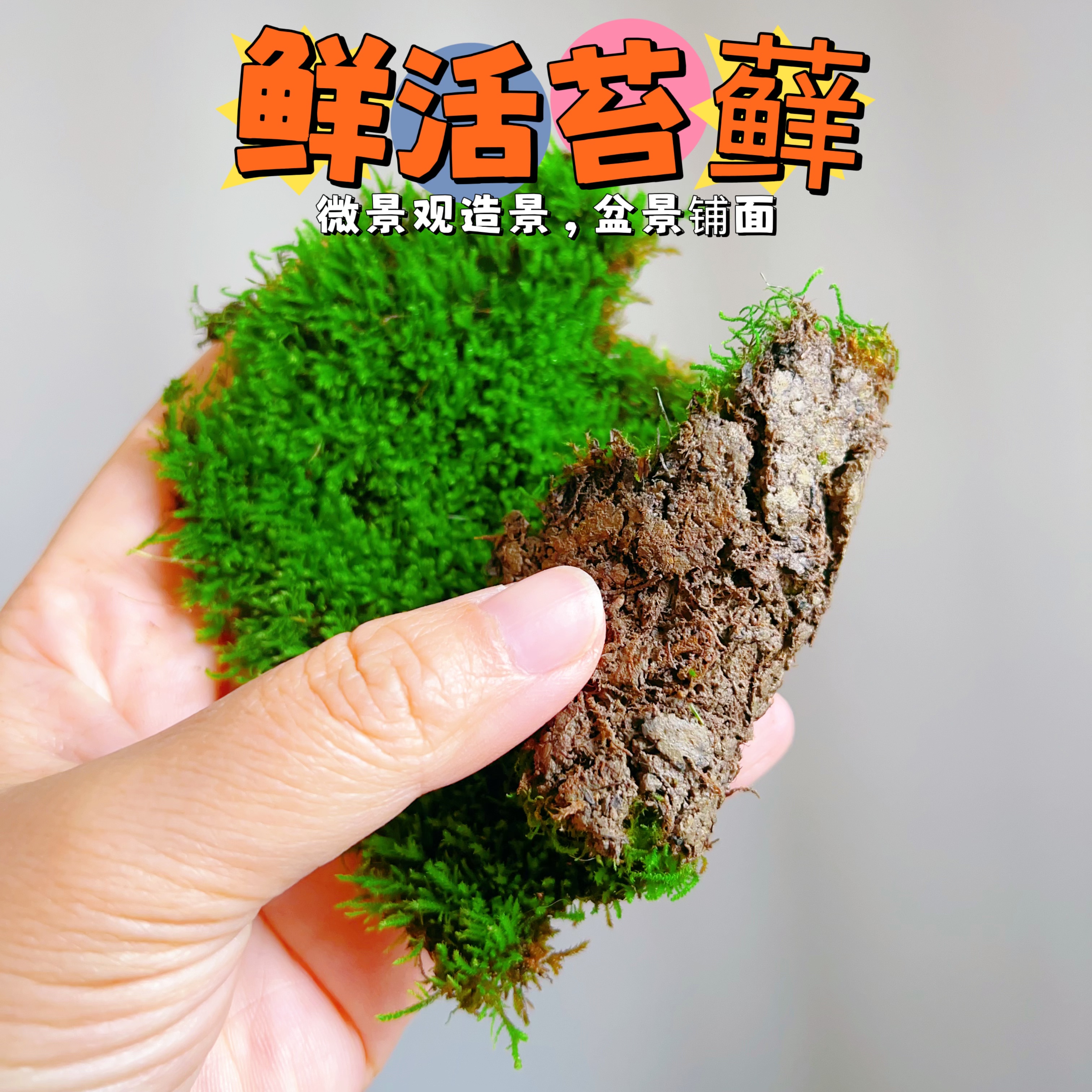 现货短绒苔藓白发藓苔藓微景观素材布景微植物雨林缸造景盆景铺面