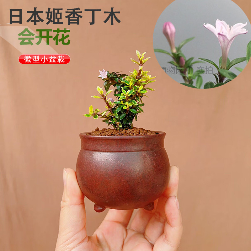 迷你微植物盆栽盆景 姬香丁木 可桌面提根悬崖盆景小叶八房性