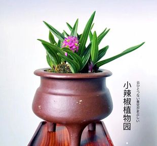 稿蔓穗缟缦穗小兰花草缟蔓穗山野草油点百合缟麦穗稿曼穗好养