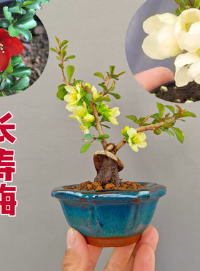 日本红花长寿梅微型盆景易养