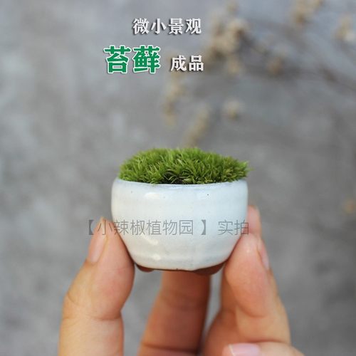 拇指盆栽价格 拇指盆栽图片 星期三