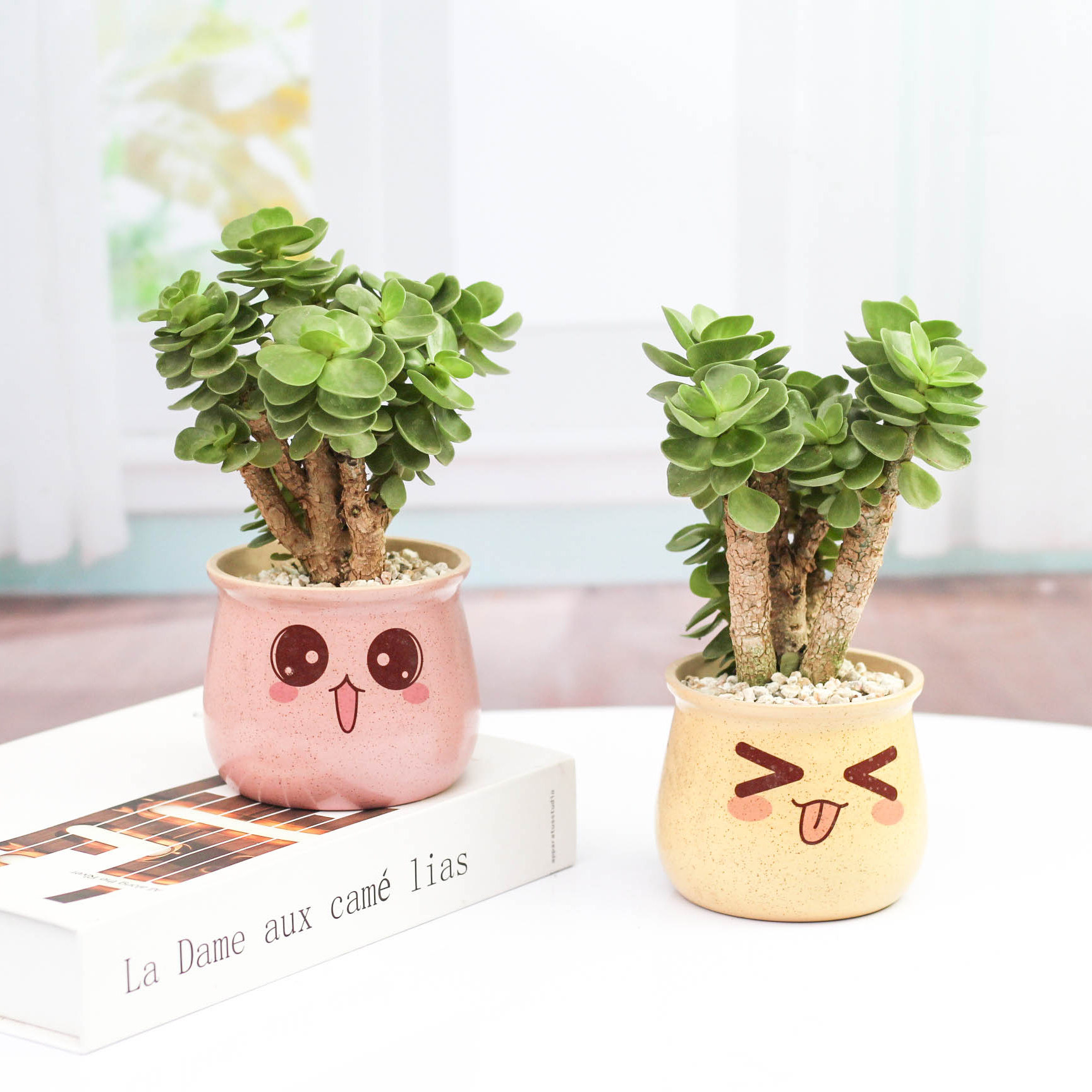 金钱木老桩多肉植物新款发财树含盆萌肉肉防辐射组合盆栽室内绿植 年年园艺 淘优券