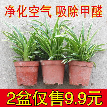 金边金心吊兰植物室内好养盆栽花卉四季常绿可水养水培绿植吸甲醛