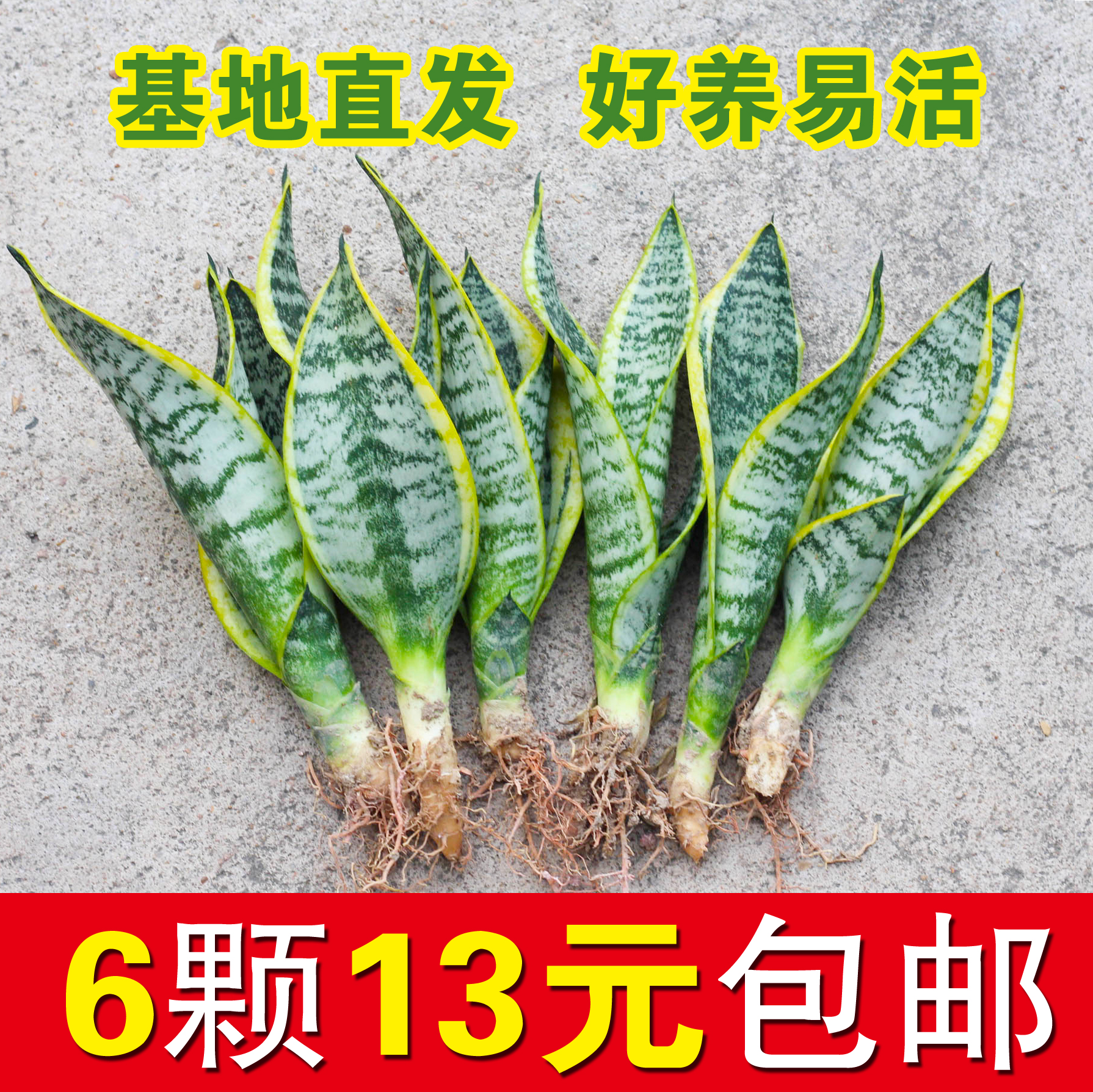 虎皮兰盆栽除甲醛植物办公室内净化空气吸甲醛绿植四季好养金边兰 鲜花速递/花卉仿真/绿植园艺 绿植 原图主图