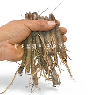 贵州茅仙茅小棕根 小宗根 非种植中药材仙茅苗地棕根独角丝茅包邮