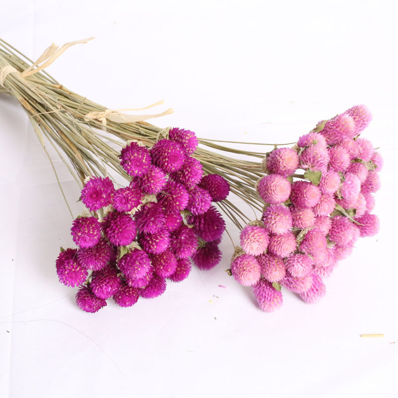 干花花束千日粉ins小清晰网红粉嫩插花花材diy客厅摆件拍摄道具