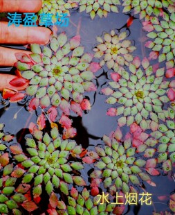 水上葵花水草 黄花菱 危地马拉水丁香 浮水植物活体包活