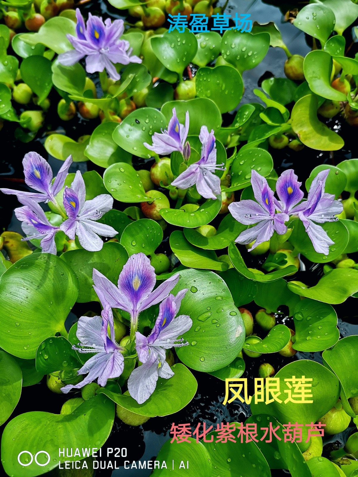 矮化紫根大球水葫芦  凤眼莲  浮萍水草活体