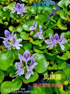 矮化紫根大球水葫芦 浮萍水草活体 凤眼莲