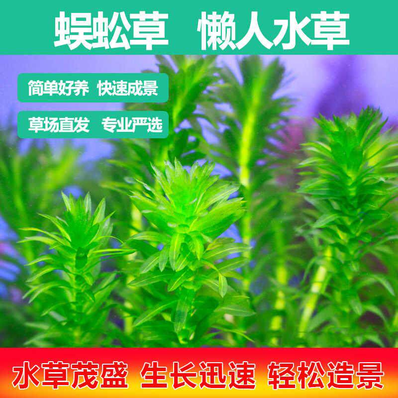 蜈蚣草水草植物养龟鱼缸造景鱼草缸净水绿植新手养鱼绿菊后景草