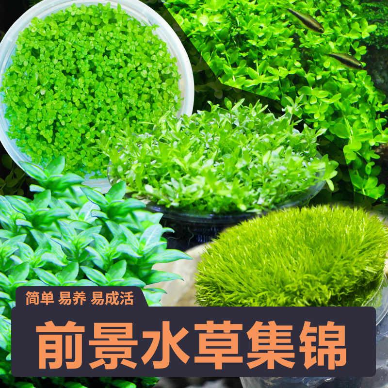 前景水草迷你趴地牛毛草懒人杯
