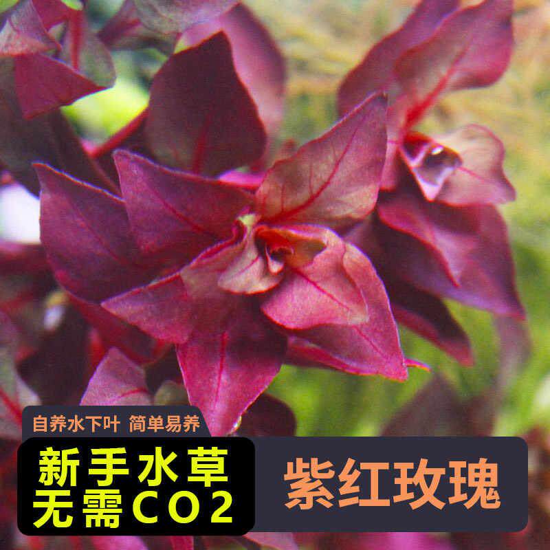 水草卵叶丁香草缸中后景图片
