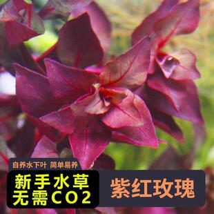 紫红玫瑰水草卵叶丁香草缸中后景自养水下叶鱼缸植物活体水族植物