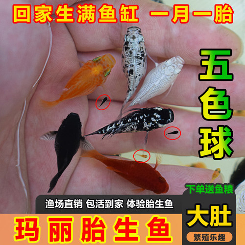 红玛丽球鱼新手胎生鱼小缸观赏鱼