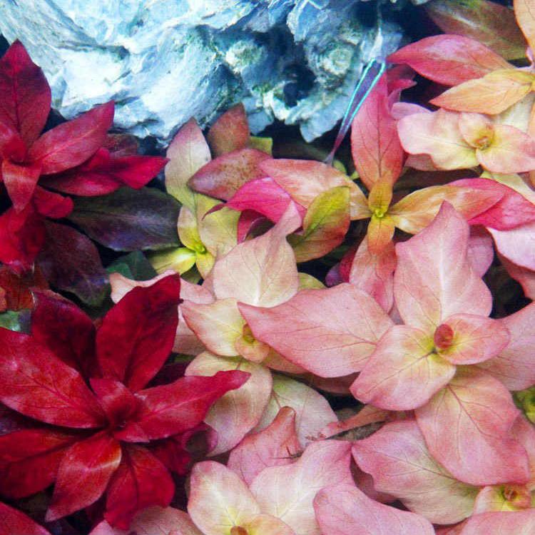 鱼缸中后景水草淡水水下大红叶虎耳百叶丁香谷精粉红宫廷日本珍珠