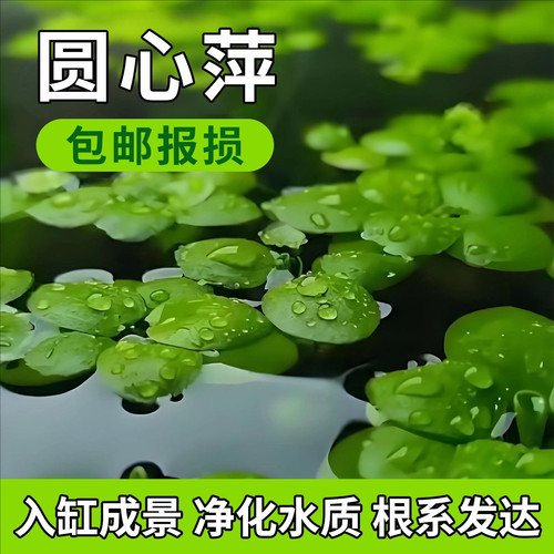 圆心萍水芙蓉浮萍净化水质水培绿植庭院办公室鱼虾龟缸增氧漂浮草