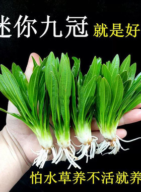 九冠水草皇冠水草好养水草植物鱼缸真水草绿九冠迷你九冠阴性水草