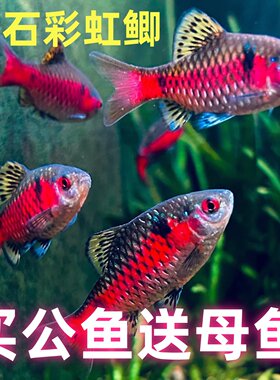 钻石彩虹鲫进口鲤科小型活体群游观赏鱼冷水耐寒易养热带鱼原生鱼
