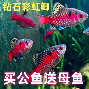 钻石彩虹鲫进口鲤科小型活体群游观赏鱼冷水耐寒易养热带鱼原生鱼