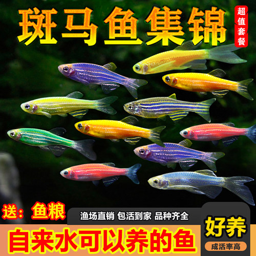 观赏鱼红蓝斑马鱼小型金鱼苗观赏鱼蝶翼精品孔雀红绿灯科低氧活体