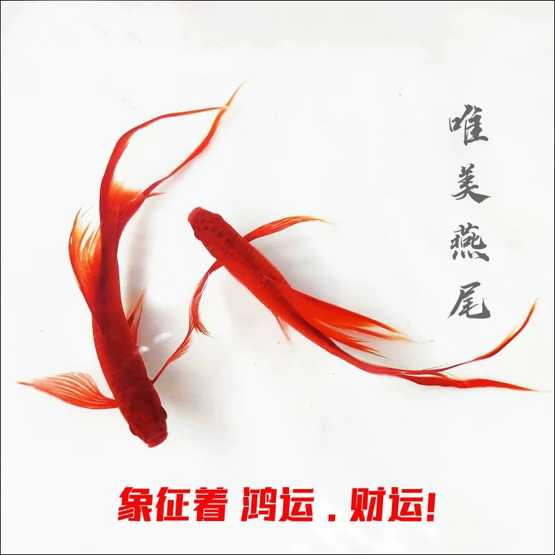 小型淡水观赏鱼燕尾红剑鱼长尾双尾高鳍红箭鱼凤尾孔雀鱼公母活体