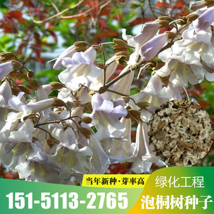 泡桐树种子轻型木质木材树木白花大果泡桐空桐树当年新采种子包邮