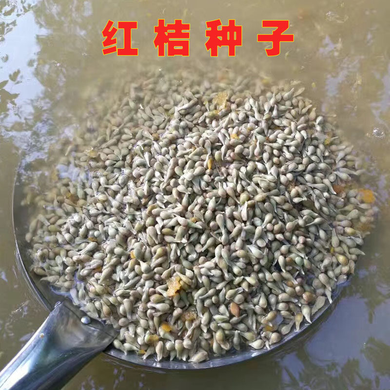 新采四川红桔种子红橘树种籽壳香橙嫁接橙子柑橘蜜橘红桔籽枸橘枳