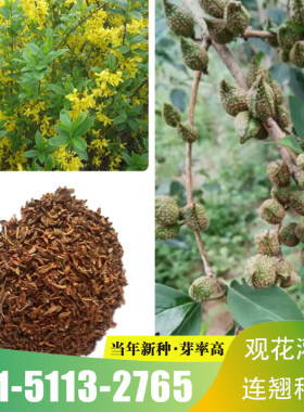 中药材连翘种子药用连翘花树苗种籽中药材籽连翘青翘种孑乔木包邮