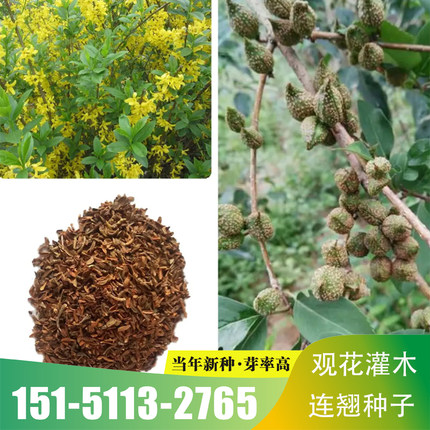中药材连翘种子药用连翘花树苗种籽中药材籽连翘青翘种孑乔木包邮