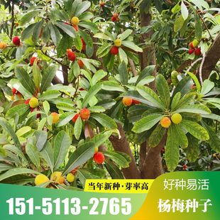 杨梅种子新品杨梅种子 水果苗籽  家庭盆栽 阳台庭院地栽果苗种子