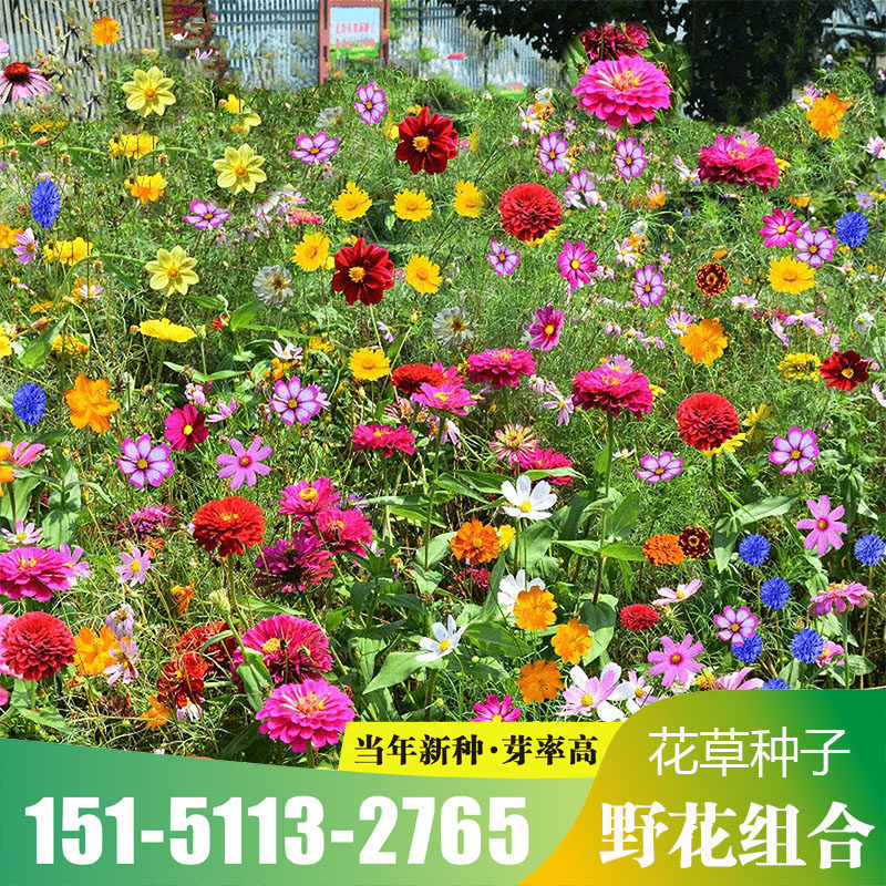野花组合花种子太阳花种孑百日草种子格桑花种籽子秋冬四季播种,鲜花速递/花卉仿真/绿植园艺,家庭园艺种子,淘宝优惠券,粉丝福利购,淘宝优惠卷