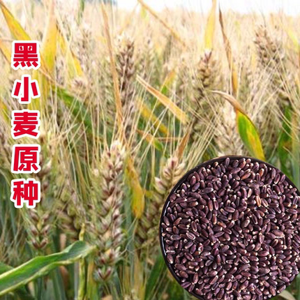 原种黑小麦种子农大小麦农家黑麦可食用黑小麦黑金刚春冬季种籽