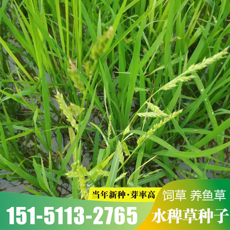散装稗草种子水稗子长稻田里养喂鱼草水稗草籽水草种子包邮包邮