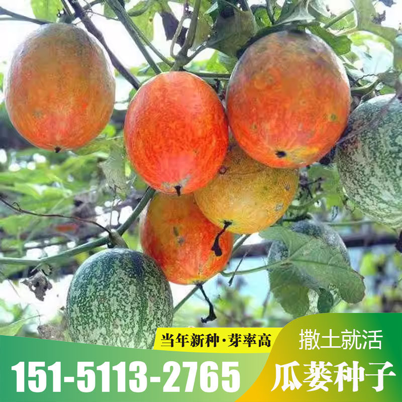 瓜蒌种子籽苗中药材种子食用干净无杂吊瓜栝楼野生瓜蒌皮四季播种