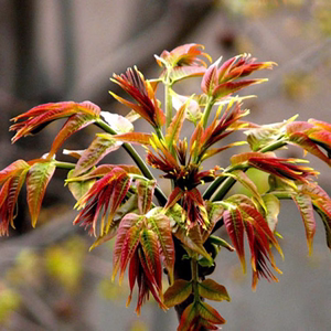 红油香椿种孑速生香椿种籽红叶香椿芽苗菜种子籽四季红香椿树种子