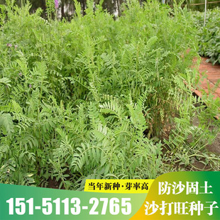 沙打旺种子多年生牧草绿肥草护坡草耐寒耐旱耐盐碱牧草种子包邮