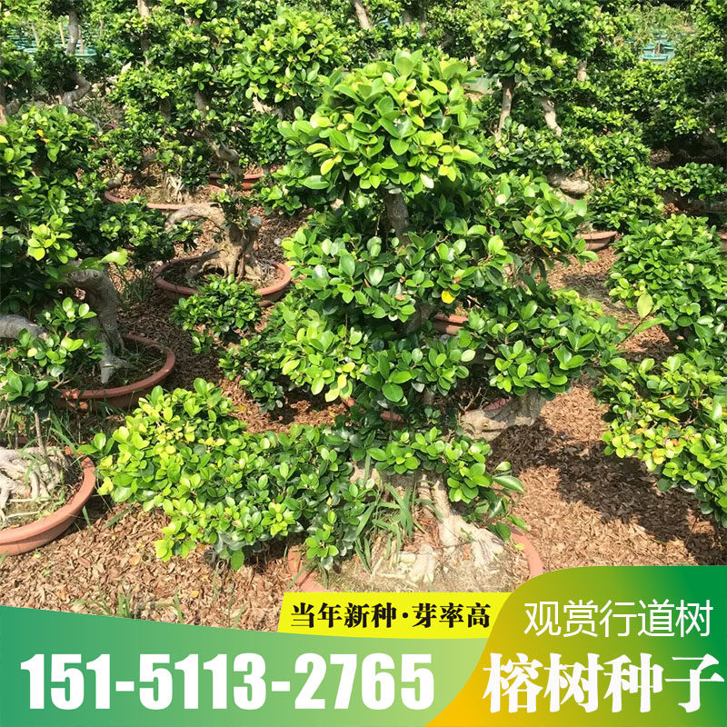 榕树种子 大小叶榕树垂叶榕人参榕树种盆栽高山花卉种籽盆景植物