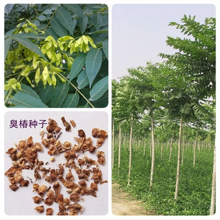 新采臭椿树林木种子臭椿种子乔木红油香椿种子造林树苗籽包邮