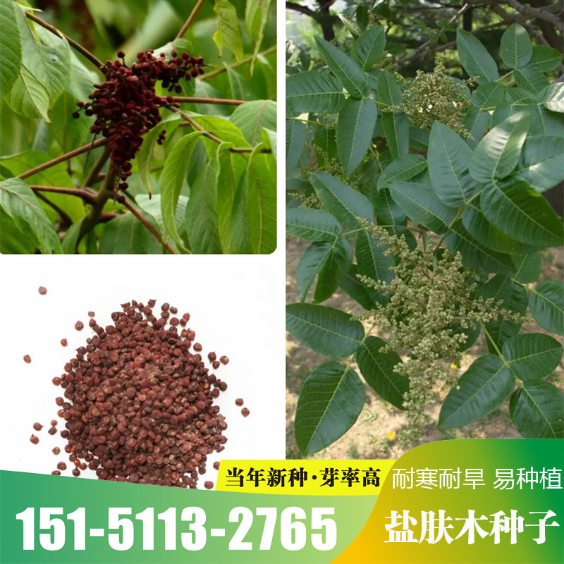 盐肤木种子护坡灌木种子蜜源树种子花木林木苗木种子包邮