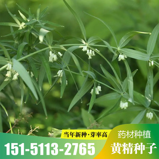 新采黄精种子药材种籽云南滇黄精鸡头参黄精老虎姜新鲜黄精种子