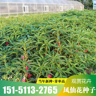 凤仙花种子重瓣茶花阳台盆栽室内学生实验指甲花种籽四季播种开花