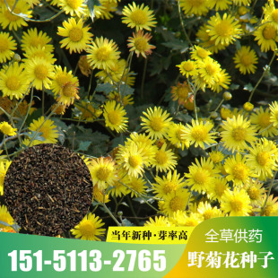 野菊花种子四季香草蜜源野生菊花种孑中药材药食黄菊食用泡茶包邮