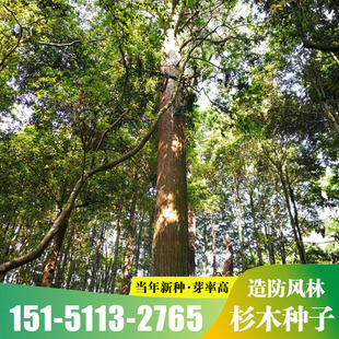 速生杉木种子出售新采林木树种杉木种子杉树刺杉香杉四季可播包邮