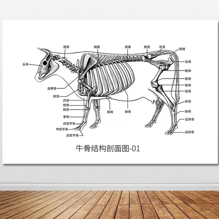牛的骨骼图牛骨结构牛骨剖面图头模型图纸牛的解剖图挂画装饰画