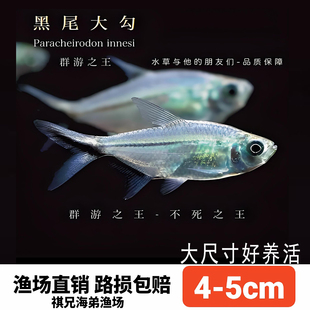 黑尾大勾鱼群游溪流缸淡水灯科鱼易养耐活小型草缸亚成体观赏鱼