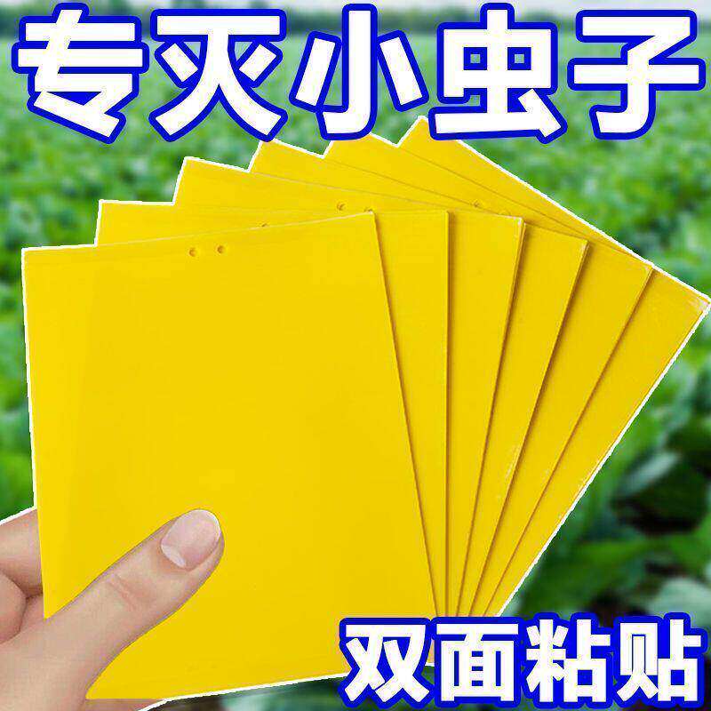 双面粘虫黄板诱果园果蝇