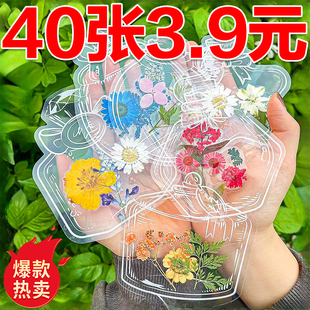 干花书签手工diy材料透明标本瓶子里的春天自制压花植物花小学生