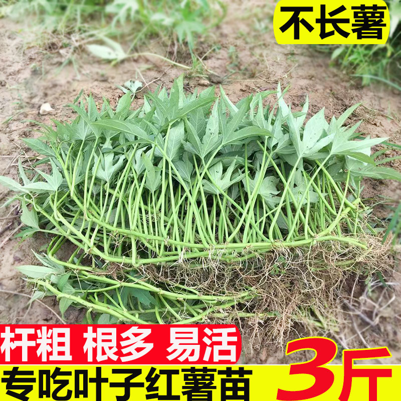 专吃叶子红薯种苗地瓜叶秧苗番薯藤苗苕尖苗食用品种带根苗乌龟