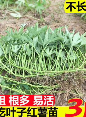专吃叶子红薯种苗地瓜叶秧苗番薯藤苗苕尖苗食用品种带根苗乌龟